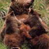 Sauvez les oursons orphelins : STOP à la chasse cruelle en Russie (IFAW)