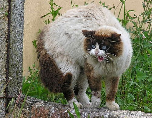 Alerte Au Chat Mechant Le Blog De Kimcat