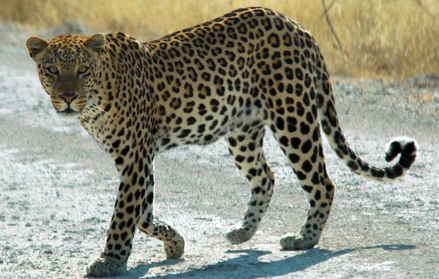 Quelles sont les différences entre le léopard et le guépard?