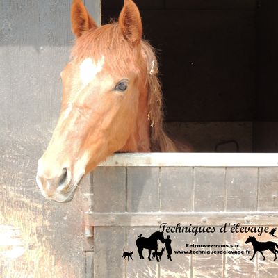 Alimenter un cheval avec de l’orge