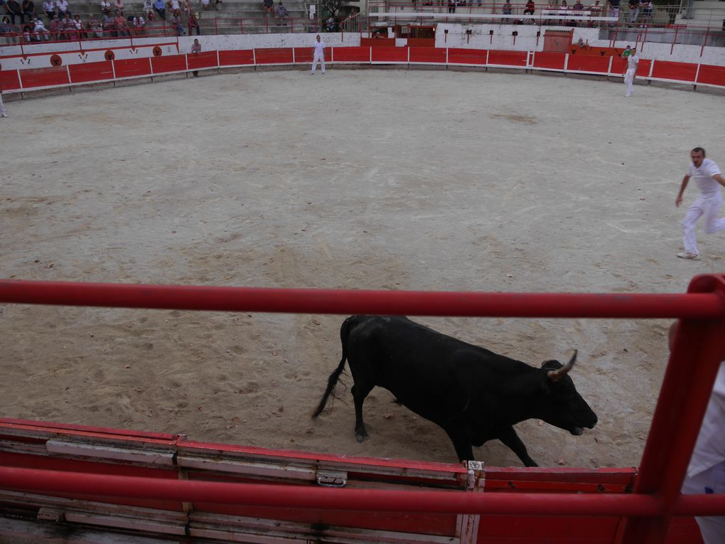 course de taureaux jeunes le 18 septembre 2020