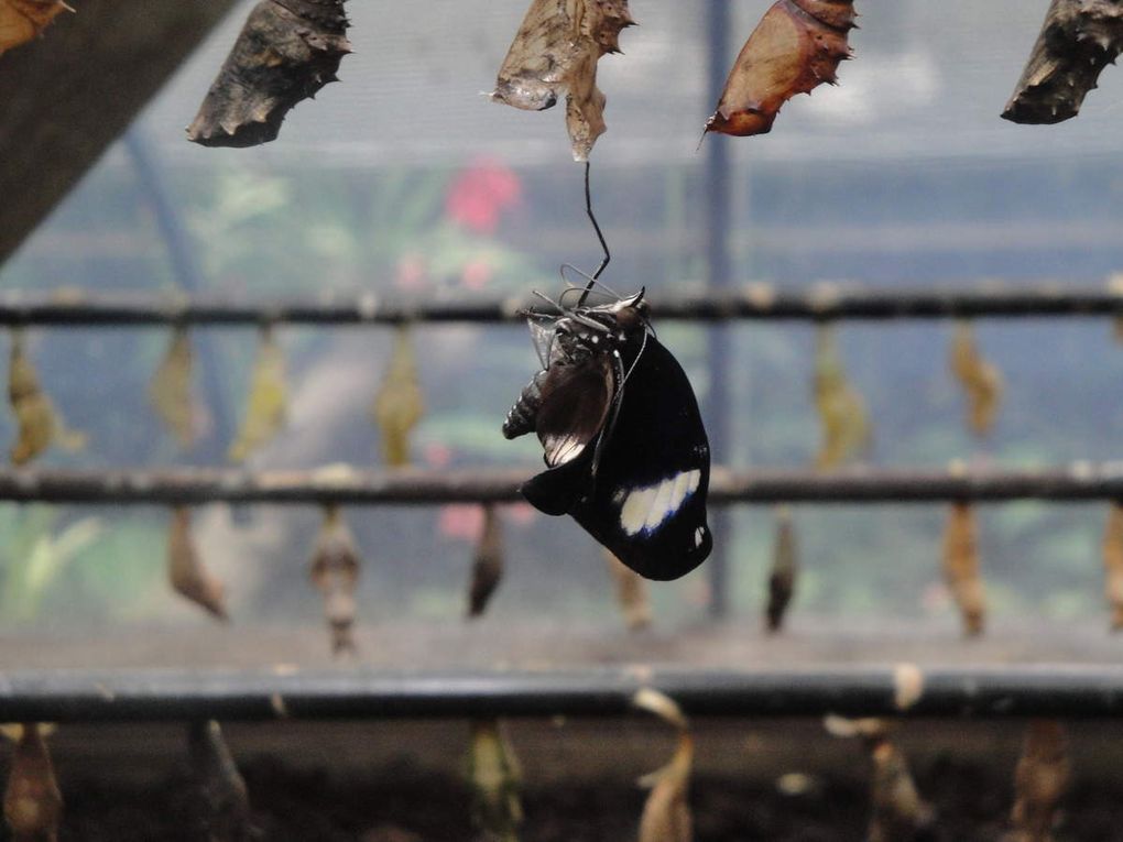 Ils se nourrissent grâce aux plantes de la serre mais ne dédaignent pas les coupelles remplies d'eau et de miel posées çà et là. Les soigneurs disposent des billes d'argile dans les coupelles pour éviter que les papillons ne se noient. Apparemment nous pouvons faire de même dans nos jardins pour attirer ces jolies petites bêtes 