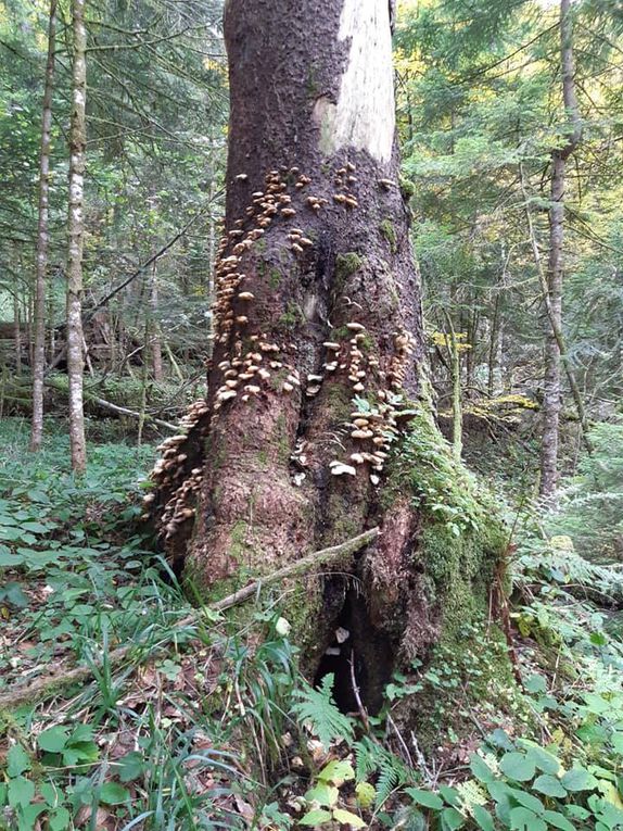 Perućica, l'une des rares forêts primaires d'Europe, située en Bosnie-Herzégovine. D'une surface de près de 13 km², elle est préservée au sein du parc national de Sutjeska, près de la frontière avec le Monténégro. (Crédit photo © Lucile Bertaux)