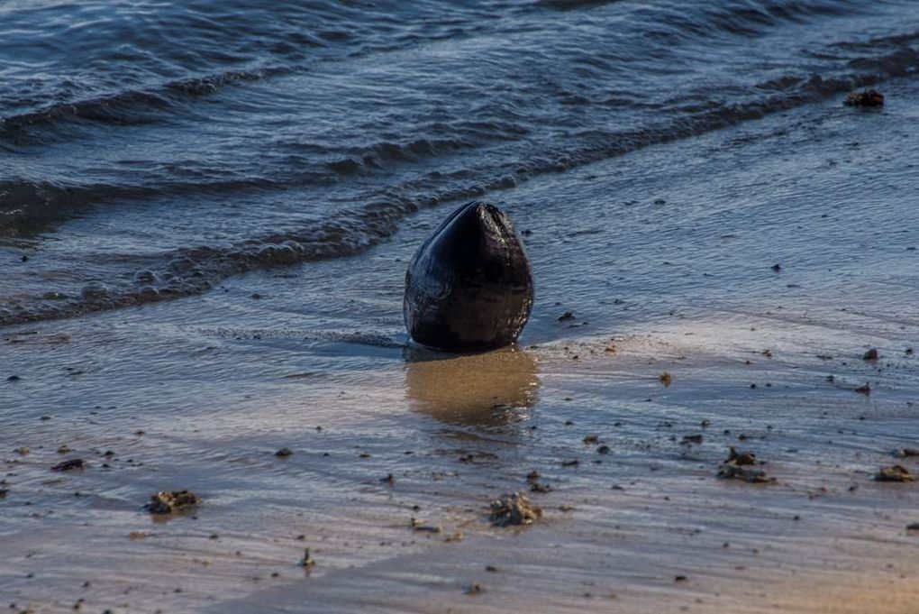 Côté mer : notre lagon. Dans ce secteur de l'île, on est pas ennuyé par une circulation excessive de bateaux...Plage super propre, seuls quelques débris végétaux normaux et des noix de coco. 