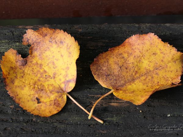 L'Automne..