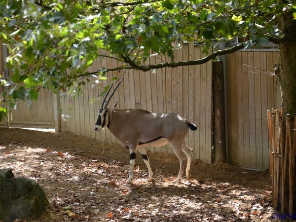 Zoo de Beauval en camping-car (Voyages en camping-car)