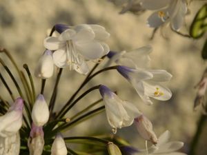 L'agapanthe "queen mum" est très élégante avec ses fleurs blanches et bleues.