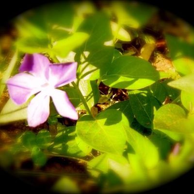 hortitherapie.overblog.com