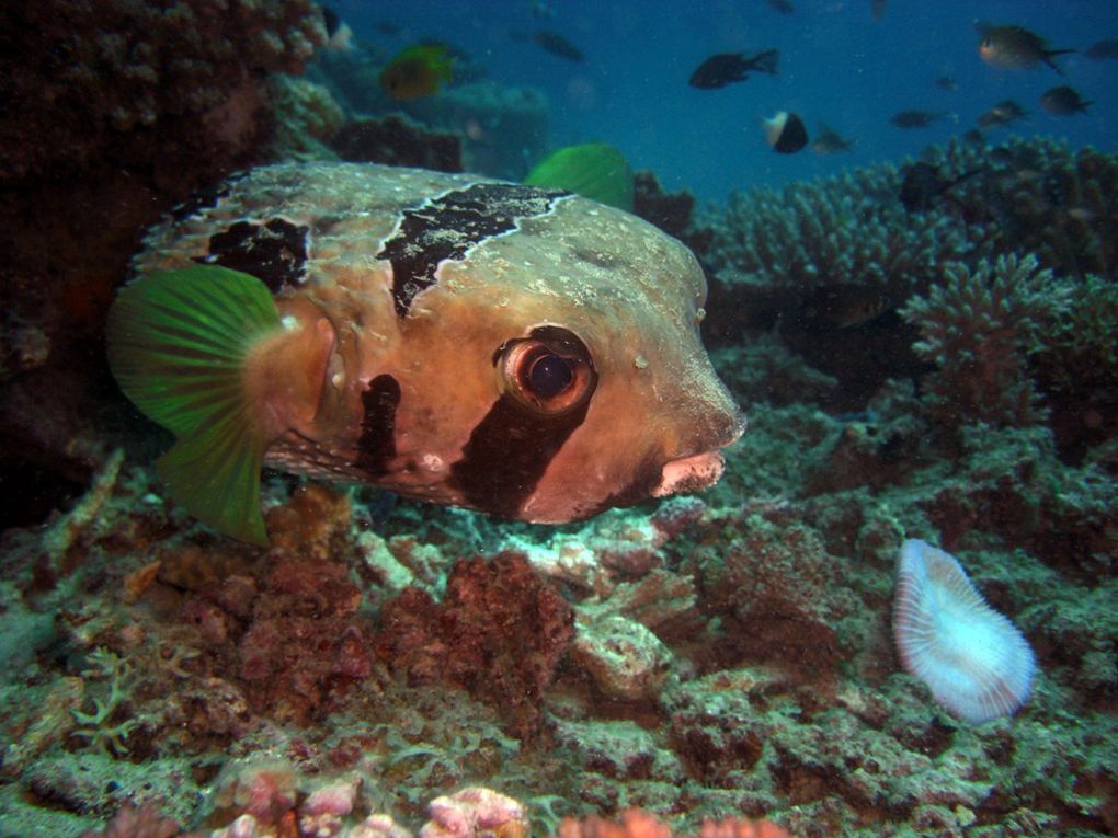 Les tétrodons sont également appelés poissons-globes, poissons-ballons  ou tétraodons