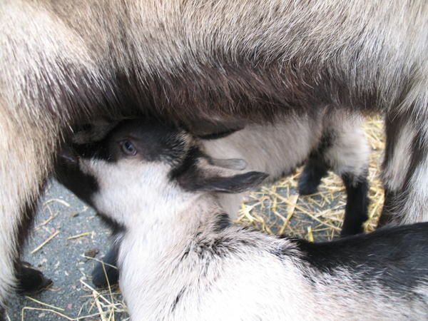 <p>Tous les vendredis avant les rameaux, a lieu à Auffay, un grand marché aux bestiaux : bovins, ovins, chevaux, lapins, colombidés, chèvres,... beaucoup d'exposants étaient présents, ainsi que les spectateurs.</p>
<p>Cependant à Auffay, nous