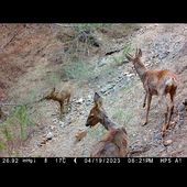 Chevreuils au printemps / Roe deers in the spring