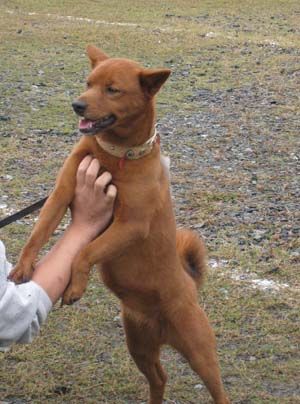 Mino shiba / Minoshiba mino shiba inu rare breed rare japanese dog