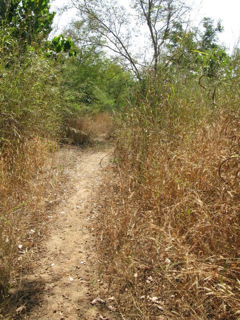 une rivière et une forêt primaire à proximité de Ouagadougou