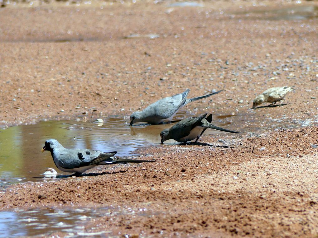 Tourterelle masquée - Oena capensis - Namaqua Dove