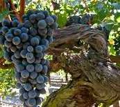 #Castillo Rojo Producers Florida Vineyards