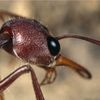 El increible cerebro de los insectos