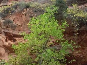 Et bien sûr, au fond du canyon, coule une rivière, the North Fork Virgin River