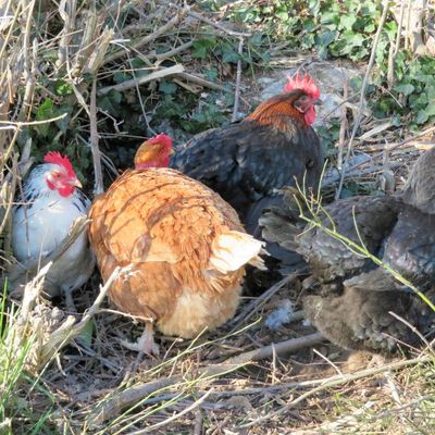 Qui dit Œuf de Pâques dit ...