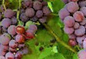#Red Frontenac Producers Quebec Vineyards