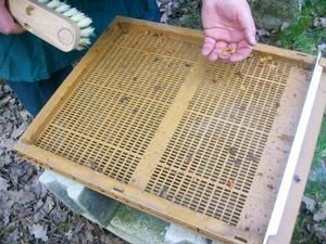 abeilles ruches, nos ruchers de Bourgogne, les apiculteurs Api4 en plein travail, leur évolution au fil des jours