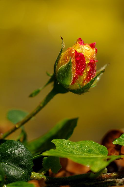 Album - Divers-Fleurs