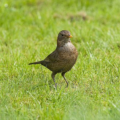 Cinq auxilliaires du jardinier dans nos haies...............................