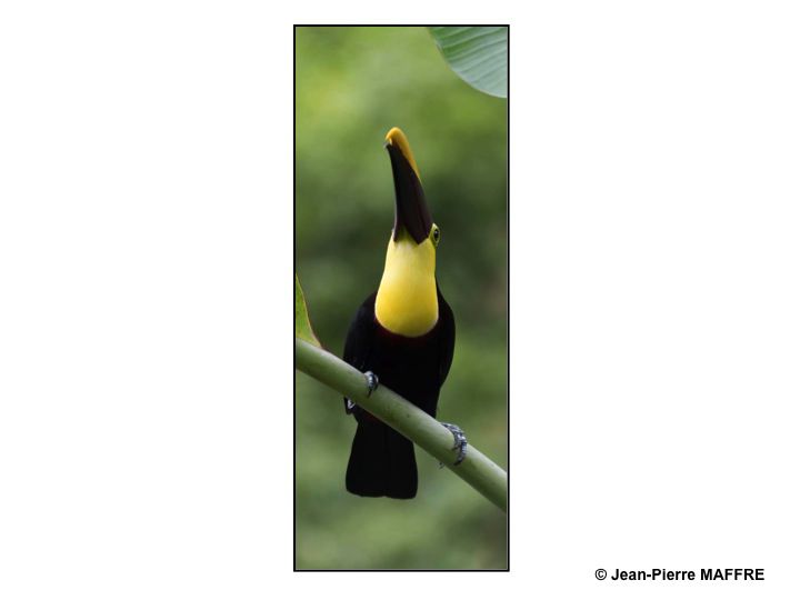 Oiseaux exotiques Des oiseaux de toutes les couleurs dans leur univers d'air, d'eau et de terre.