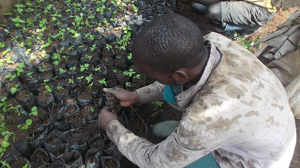 les jeunes plantes de piments retirées en pépinières sont soigneusement séparés du lot, et poursuivront leurs evolutions dans des sachets