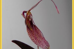 Restrepia elegans