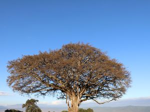 Cratère du Ngorongoro - camp Simba