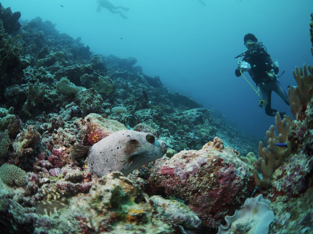 Album - maldives-2011