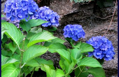 Bleu hortensia