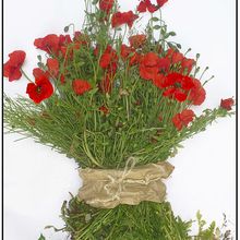 bouquet de coquelicots