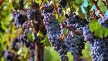 #Pinot Noir Wine Producers New Jersey Vineyards