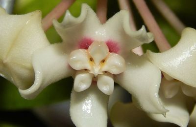 Mon nouvel hoya australis 'Lisa' 