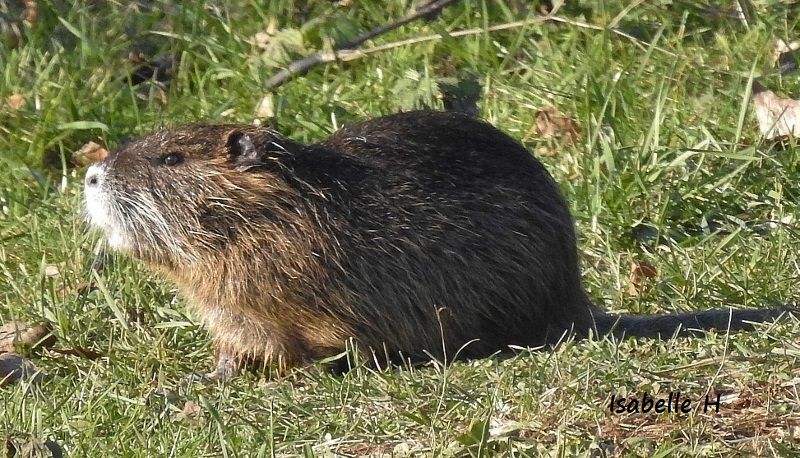 Faune d'hiver en Alsace 