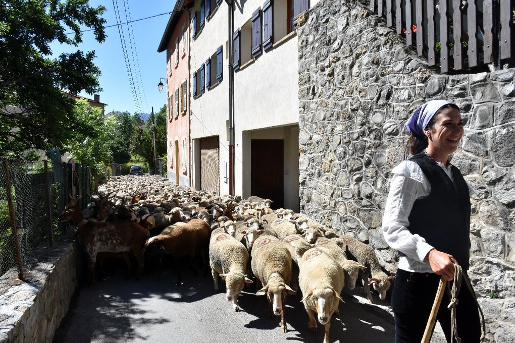 LA TRANSHUMANCE DES BERGERS NICOIS 2