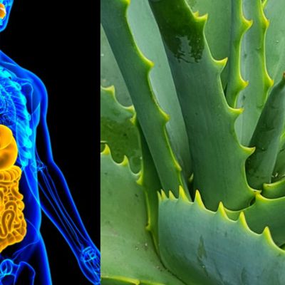 Aloe vera et digestion : Les secrets d'une plante aux multiples bienfaits