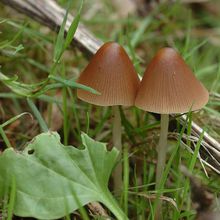 Notre sortie champignons !