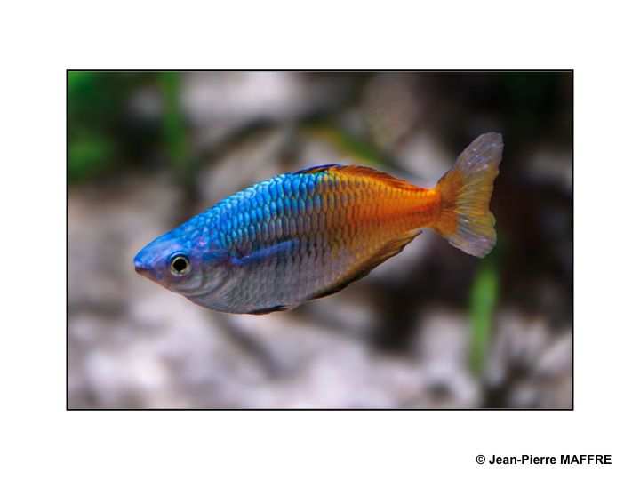 Pour transformer son écran d’ordinateur en aquarium il suffit de photographier les poissons des aquariums de la Porte dorée et du Trocadéro à Paris.