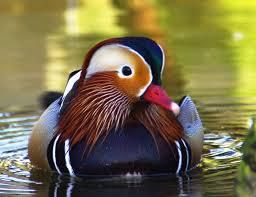 Ce très jolie canard est un canard mandarin , ces canard ce plaisent à la fois dans l'eau et sur terre . Ils font leurs nids dans les arbres (en haut) à l'abri des prédateurs . Le plumage des mâles est  vraiment splendide , ces petits oiseaux vivent 8 ans et plus .  