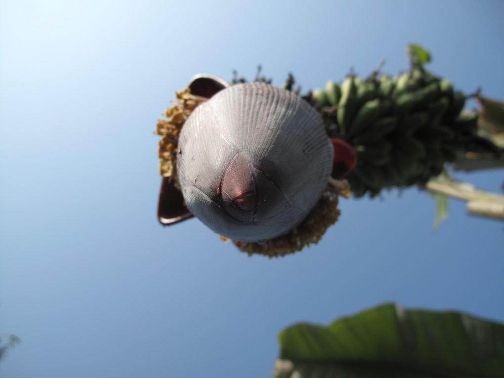 Album - Parc du Chitwan