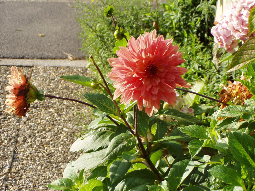 Album - fin-aout--mon-jardin