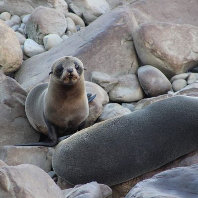 Kaikoura