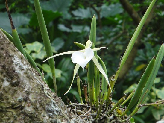 Album - 006-Botanic-Garden-Singapore