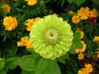 Fleurs sauvages du jardin