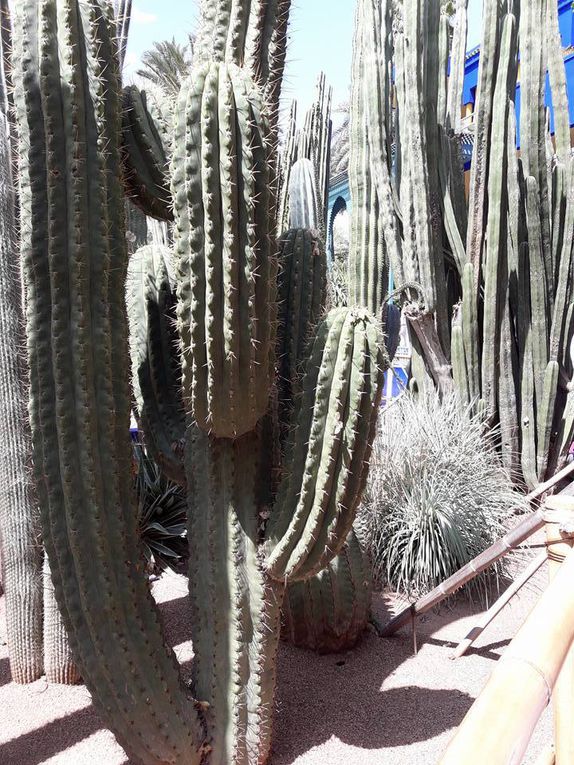 Le jardin de Majorelle racheté par Yves Saint Laurent - Marrakech