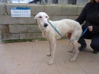 Galga blanche 1an et demi à  l'adoption en Normandie