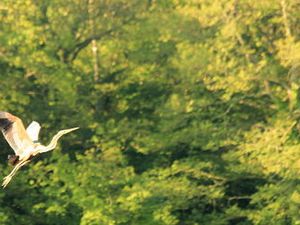 Découverte de l’avifaune de l’étang Porcherat en Saône et Loire