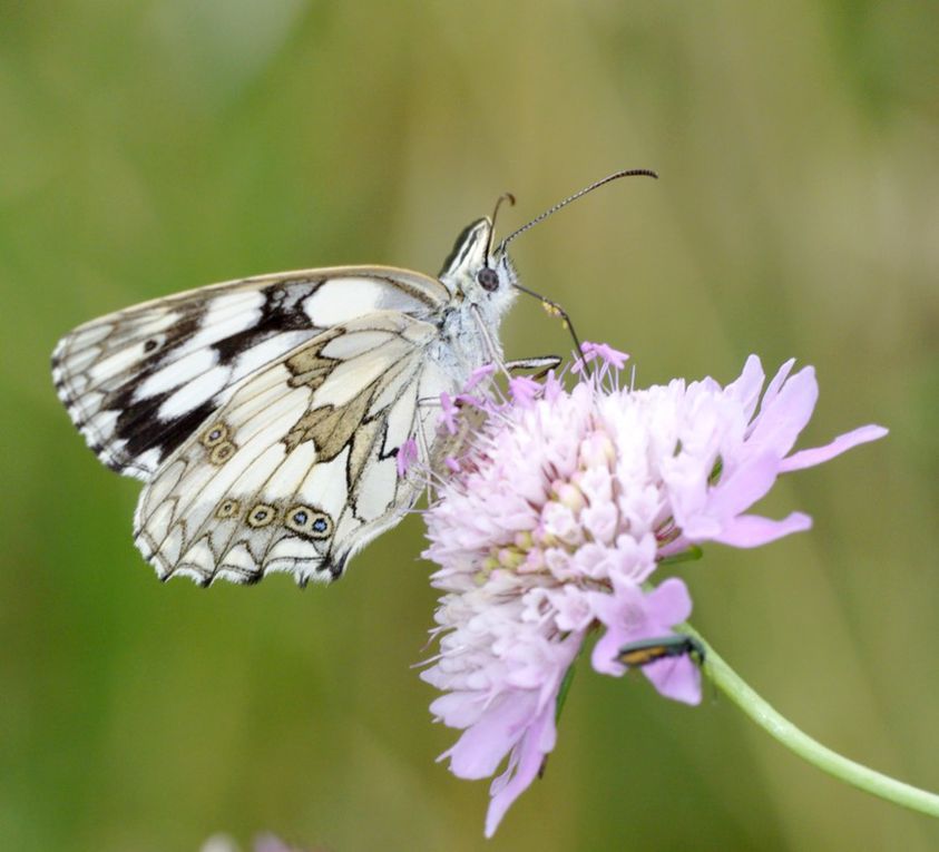 Album - Macro-Papillons